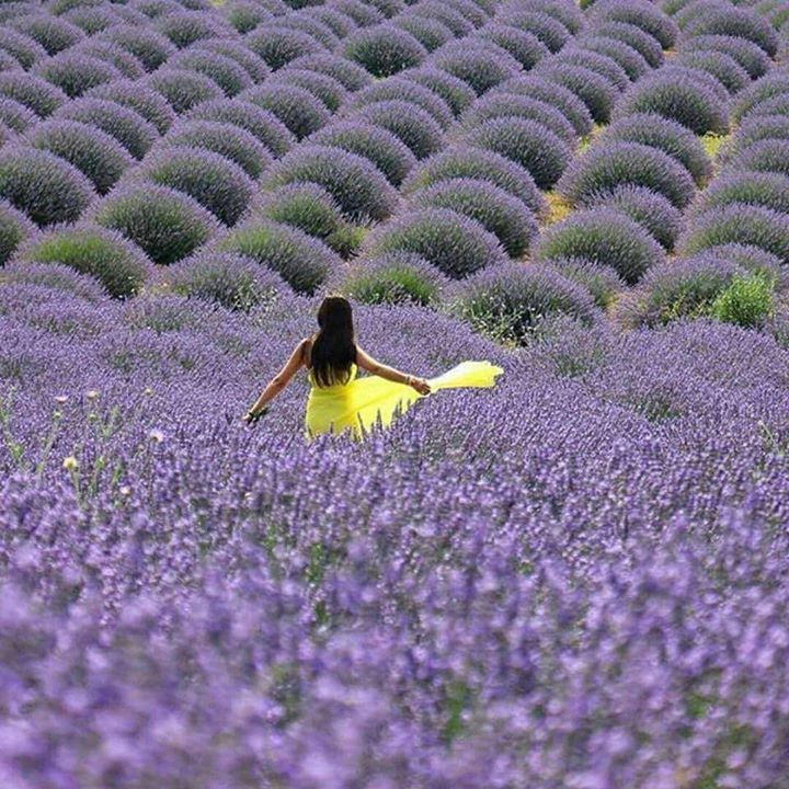 A Day in the Lavender Field